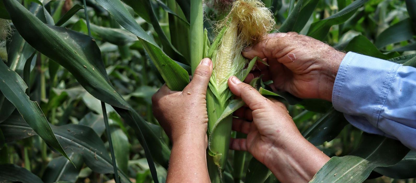 Alertan por riesgos para comercio agrícola de América ante posibles restricciones de UE