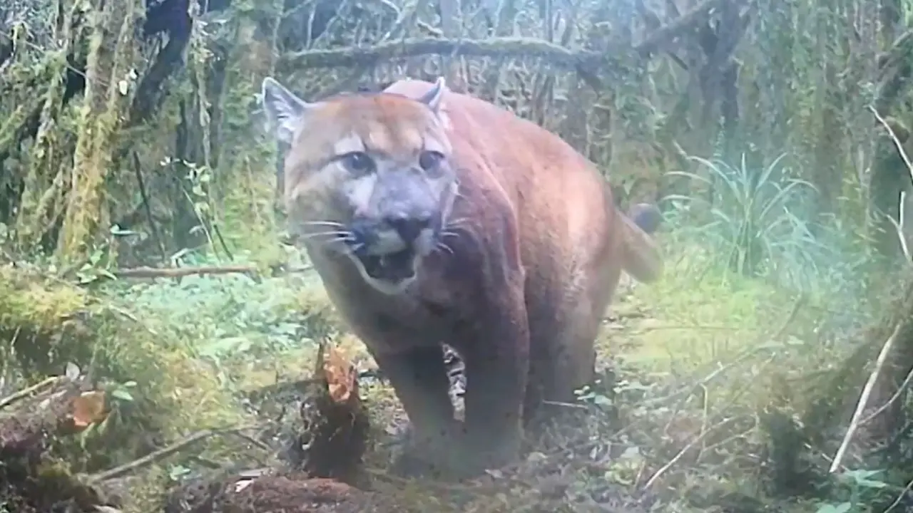 Captan a una puma en cámaras trampa en el Quindío: así fue el avistamiento