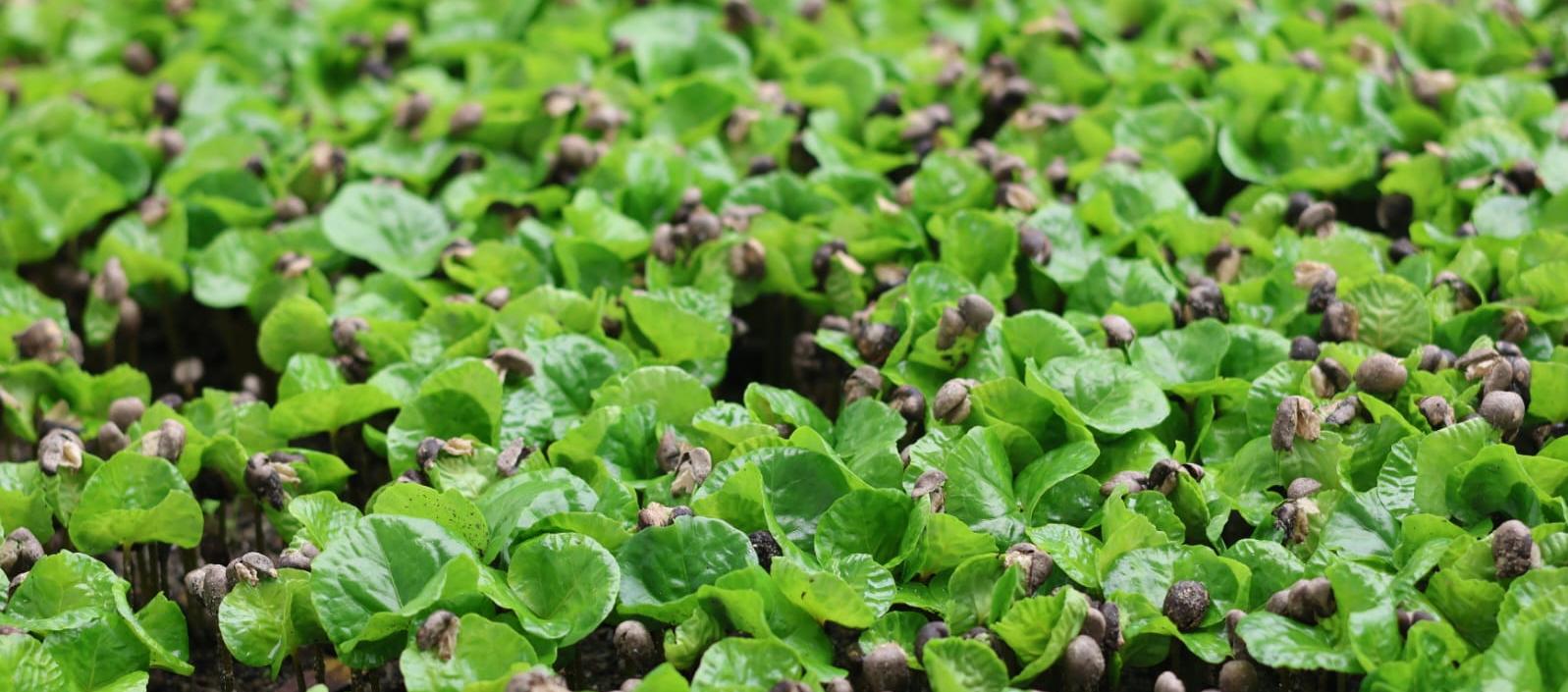 Celestra, la nueva variedad de café colombiano que apunta al mercado de especialidad