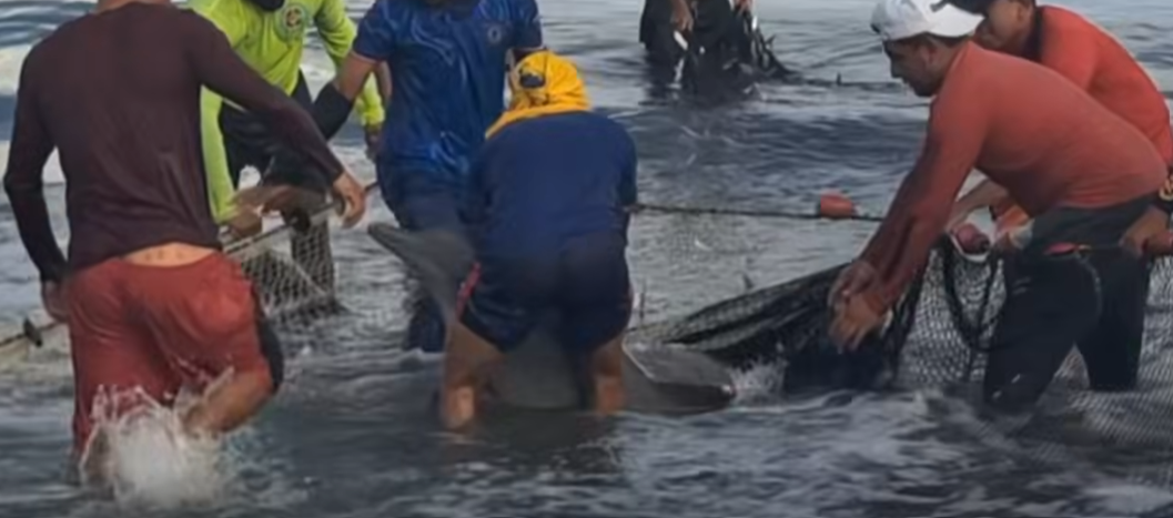 La danza de los delfines en el Muelle 1888: un encuentro fortuito con la fragilidad marina