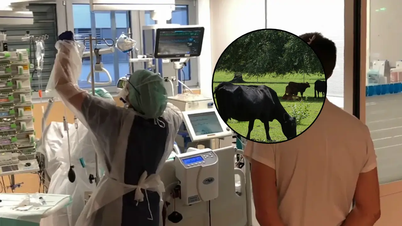 El salto del Shamonda: Francia confirma la primera infección humana de un virus exclusivo del ganado