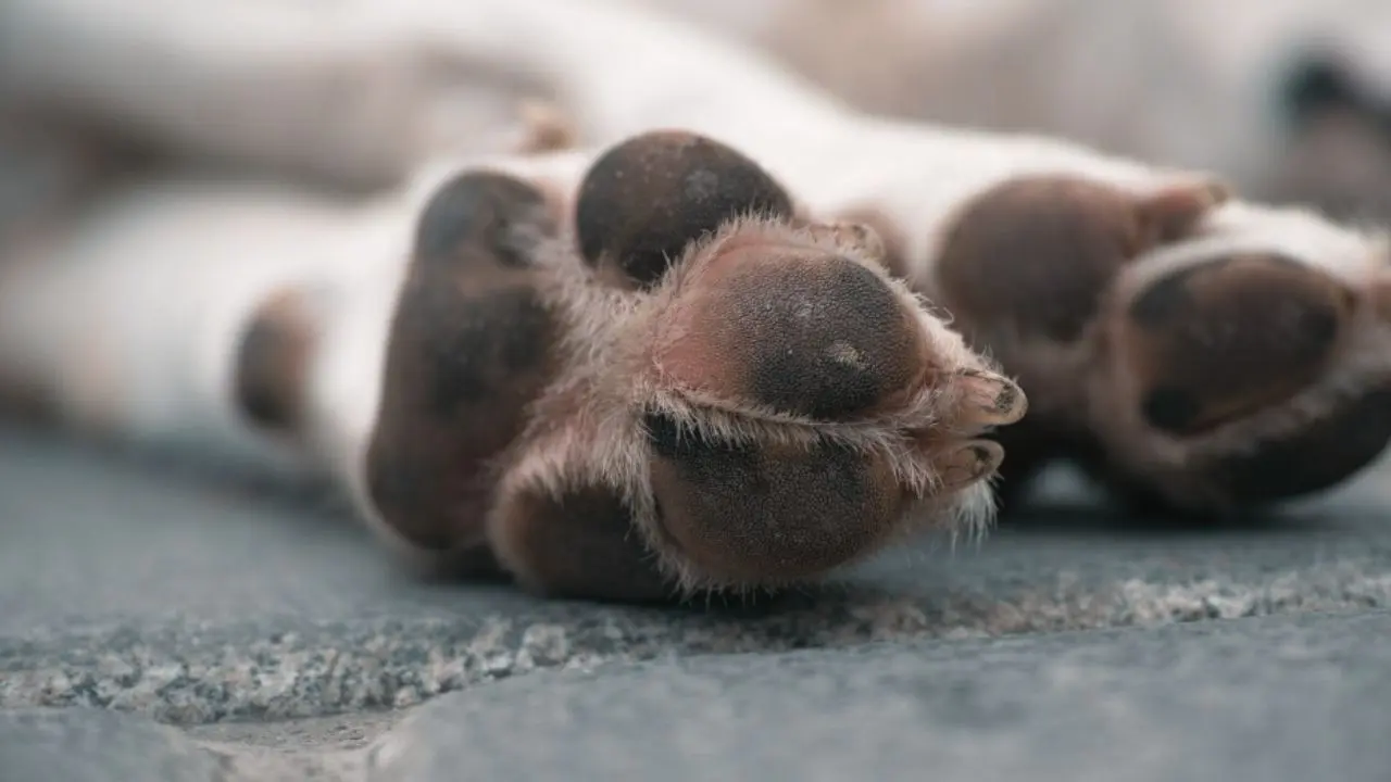 En Colombia no podrán sacrificar animales por vejez extrema tras sentencia de Corte Constitucional