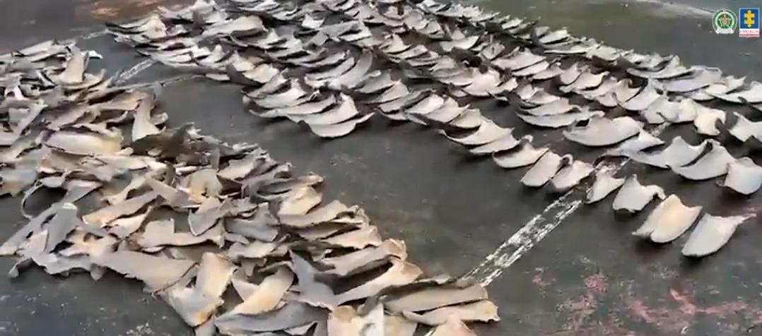 Incautan 4.235 aletas de tiburón en expendio de pescados en Tumaco