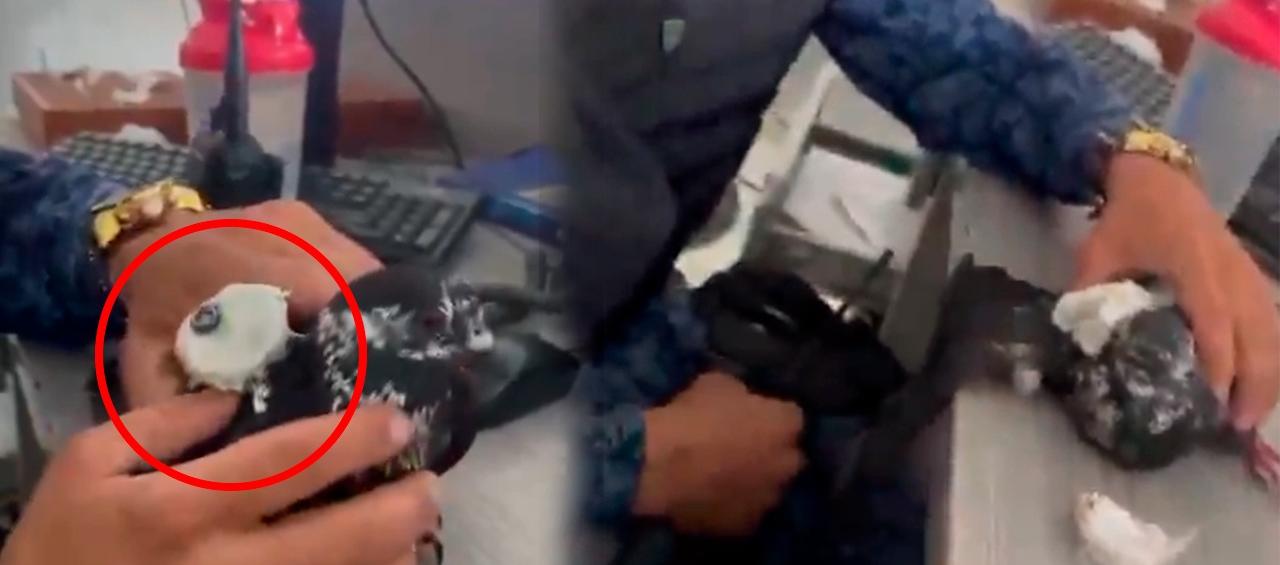 La insólita ruta del contrabando: una paloma mensajera interceptada en la cárcel de Palogordo