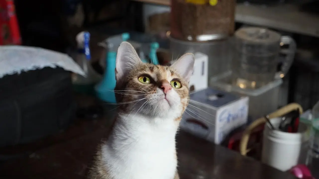 La sombra del mercado negro: desarticulan red que sacrificaba miles de gatos en Vietnam