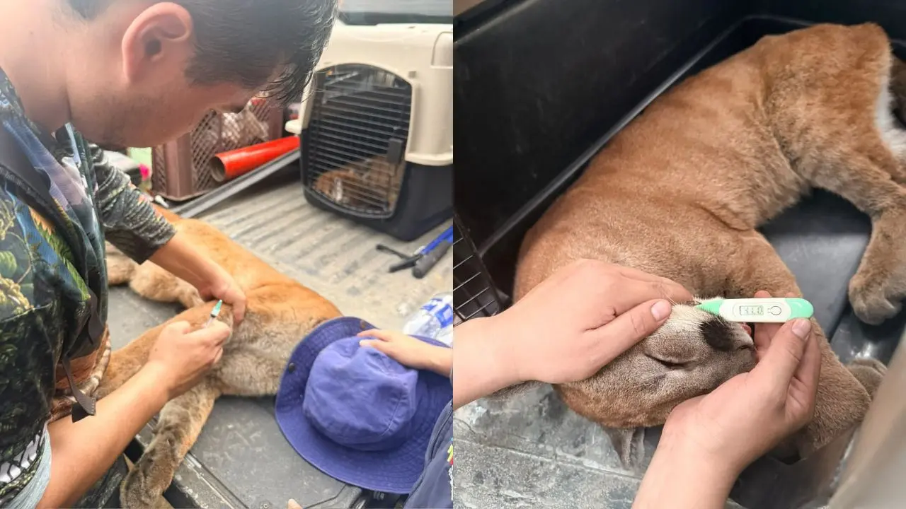 El rugido silenciado: la odisea de una puma y su cría en las montañas del Cauca