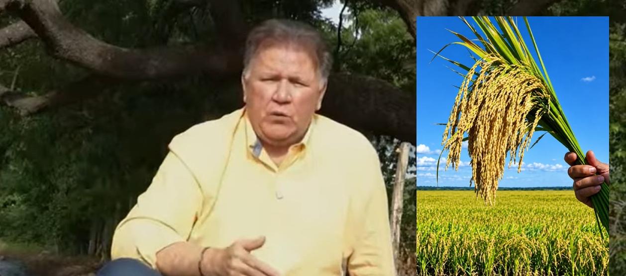 Sustituir cultivos de arroz por marañón en La Guajira, la polémica propuesta de MinAgricultura