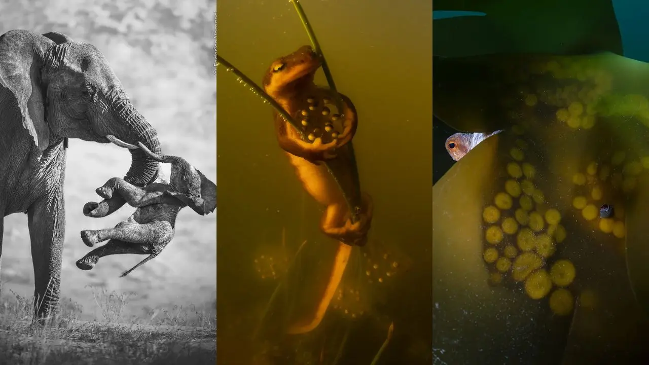 El duelo silente de la sabana: la imagen que estremece al mundo en el Wildlife Photographer of the Year 2026