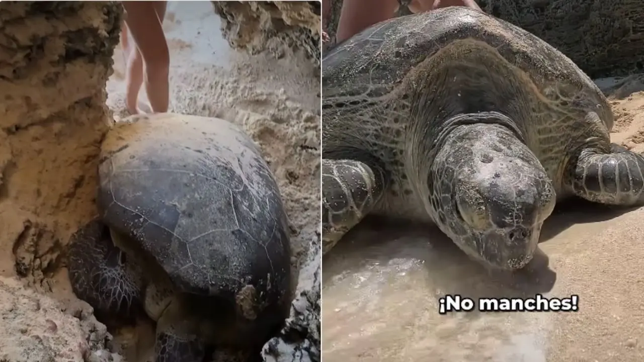 El rescate de un gigante ancestral: la lucha por salvar a una tortuga marina en Isla Mujeres